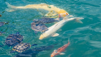 湖中有各類水生動物。